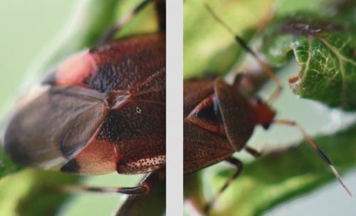 Réf. 257 983 : Deraeocoris olivaceus